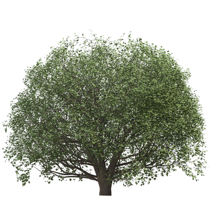 Acer pseudoplatanus - Sycamore maple 02